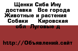 Щенки Сиба Ину доставка - Все города Животные и растения » Собаки   . Кировская обл.,Луговые д.